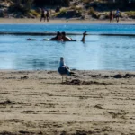 elafonisi-island-21