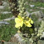 lasithi-2