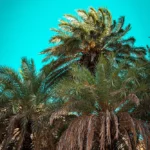 preveli-7