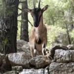 samaria-gorge-17